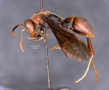 Media type: image;   Entomology 33138 Aspect: habitus lateral view